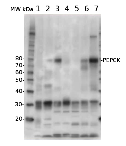 western blot detection using anti-PEPCK antibodies